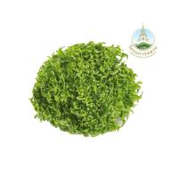 ราคา โครงการหลวง ฟิลเล่ย์ไอซ์เบิร์ก อินทรีย์ แพ็ค RPF (74023217)