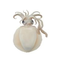 ราคา หมึกหอม 4-6 ตัว/กก. กก.ละ (75582247)