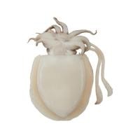 ราคา หมึกกระดอง 20-40 ตัว/กก. กก.ละ (75582248)