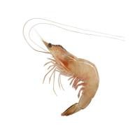 ราคา กุ้งแชบ๊วย 20-30 ตัว/กก. กก.ละ (75582245)