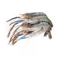 ราคา กุ้งก้ามกราม ไซส์ M กก. ละ (51448654)