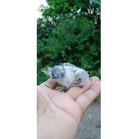 ราคา ขายลูกป้อนนกหงส์หยกสีฟ้าอ่อนหน้าเหลือง (360967003)