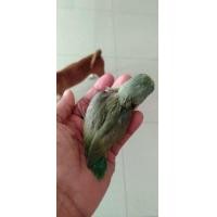 ราคา ลูกป้อนฟอพัส (360965333)