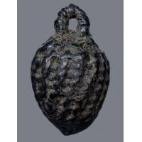 ราคา หมากทุยหลวงปู่เอี่ยมวัดหนัง (มือสอง) (356212283)