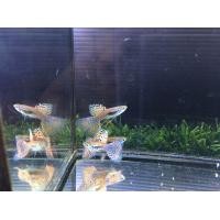 ราคา ปลาหางนกยูงเกรด สายพันธุ์ Red Grass ราคาขายเป็นเซท Trio ผู้ 1 เมีย 2 (360954969)