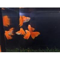 ราคา ปลาหางนกยูงเกรด สายพันธุ์ Albino Full Red Swallow + Ribbon Fin (360954901)