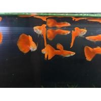 ราคา ปลาหางนกยูงเกรด สายพันธุ์ Albino Full Red (360954879)