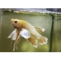 ราคา ปลากัดหูช้างสีทอง (359770245)
