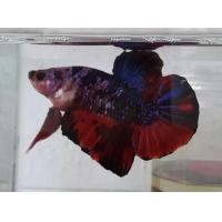 ราคา ปลากัดยักษ์แฟนซี เพศผู้ (KOI) อายุ 4 เดือน ฟอร์มประกวด (121260909)