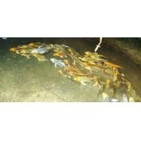 ราคา ปลาคราฟจักรพรรดิ์ (360969236)