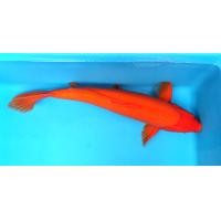 ราคา ปลาคาร์ฟ​นอก​ เบนิกอย​ 65​ เซน (360963785)