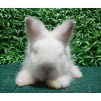 ราคา กระต่ายเท็ดดี้แบร์ (360960137)