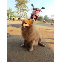 ราคา หาบ้านแม่พันธุ์ปอม อายุ2ปี เคยมีลูกแล้ว1คอก (360938289)