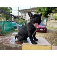 ราคา เฟร้นบลูด็อกแท้ (360938283)