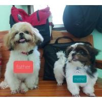 ราคา ลูกชิสุแท้ อ้วน ขนแน่นๆ (360937970)