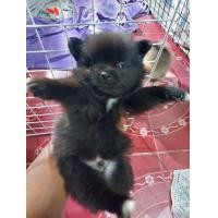 ราคา หนุ่มชิวาวาผสมปอม (360937123)