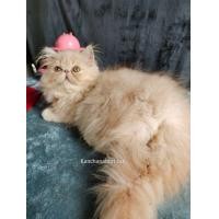 ราคา ❌ย้ายบ้านแล้ว ❌เปอร์เซียหน้าบี้ (359272959)