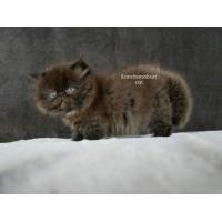 ราคา ติดจอง❌เปอร์เซียหน้าบี้ (360414614)