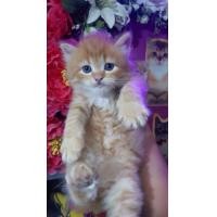 ราคา น้องแมวเปอเซีย สีส้ม ตาฟ้า อ่านก่อนจ้า (360938895)