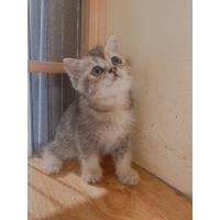 ราคา แมวสก๊อตทิช โฟลด์ Scottish Fold (360943316)