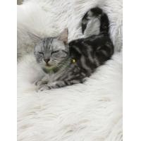 ราคา ขายแมว american shorthair แท้ เพศเมีย วัย 2 ขวบกว่า สินสอด 4000 (360570292)