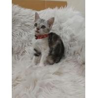 ราคา พร้อมย้ายบ้านแล้วจ้า สาวน้อยสกอตติชโฟลด์้แท้ เพศเมีย สินสอด 6000 (360096054)