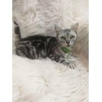 ราคา สาวน้อย american shorthair แท้ เพศเมีย สินสอด 4000 พร้อมย้ายบ้านค่า (360563945)