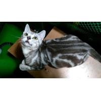 ราคา อเมริกันช็อตแฮร์แท้เพศผู้ (360947594)