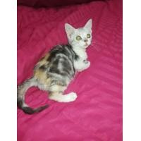 ราคา พร้อมย้ายบ้าน สาวน้อยสกอตติชโฟลด์แท้ เพศเมีย หูตั้ง ขี้อ้อน สินสอด 6000 บริการจัดส่งทางเครื่องบินและรถตู้จ้า (360564380)