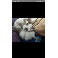 ราคา หาบ้านลูกแมววิเชียรมาศ แมวไทยโบราณสมัยอยุธยา (360946306)