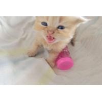 ราคา ลูกแมวสก็อตติช (360945330)