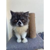 ราคา เอ็กโซติก ลองแฮร์ (360942799)