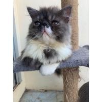 ราคา เอ็กโซติก ลองแฮร์ (360942778)