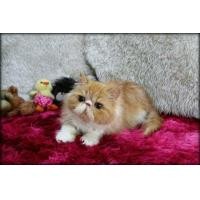 ราคา Exotic Longhair เพศเมีย (360941823)