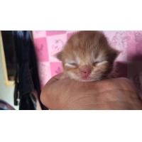 ราคา เปอร์เซียแท้ (360940876)