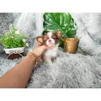 ราคา ชิวาว่าแท้ขาวช็อค (360941237)