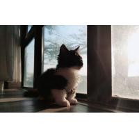 ราคา แมวขาสั้น ลายวัวขาวดำ munchkin เพศหญิง (360940261)