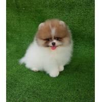 ราคา ปอมเมอเรเนี่ยนแท้ ปอมปอมแท้ ปอม ปอมแท้ สีปาร์ตี้เพศเมียเกรดประกวด เพ็ดเต็มใบ (360936848)