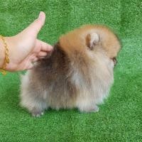 ราคา ปอมเมอเรเนี่ยนแท้เพศผู้ ปอมแท้ ปอมปอมแท้ เกรดประกวด เพ็ดเต็มใบ (360936694)