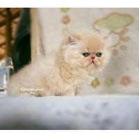 ราคา เปอเซียหน้าบี้ (360473502)