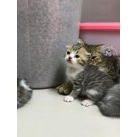 ราคา สก็อตติชโฟลด์ (360939442)