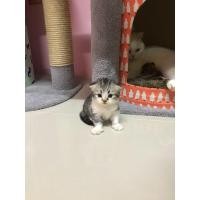 ราคา สก็อตติชโฟลด์ (360939309)