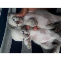 ราคา หาบ้านลูกแมววิเชียรมาศ แมวไทยโบราณ (360939231)