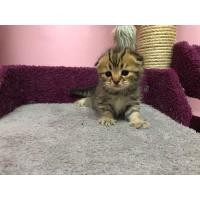 ราคา สก็อตติชโฟลด์ (360939279)