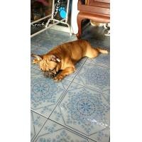 ราคา เฟร้นบูลด็อก (360947635)