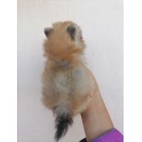 ราคา ปอมแท้ทีคัพ (360947229)