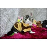 ราคา Exotic Shorthair เพศเมีย (360939091)