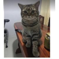 ราคา แมวสก็อตติช (360938730)