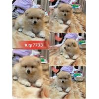 ราคา ปอมหน้าหมี ขนแน่น ร้านขายหมาปอม (360945934)