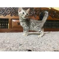 ราคา เบงกอล (360936319)